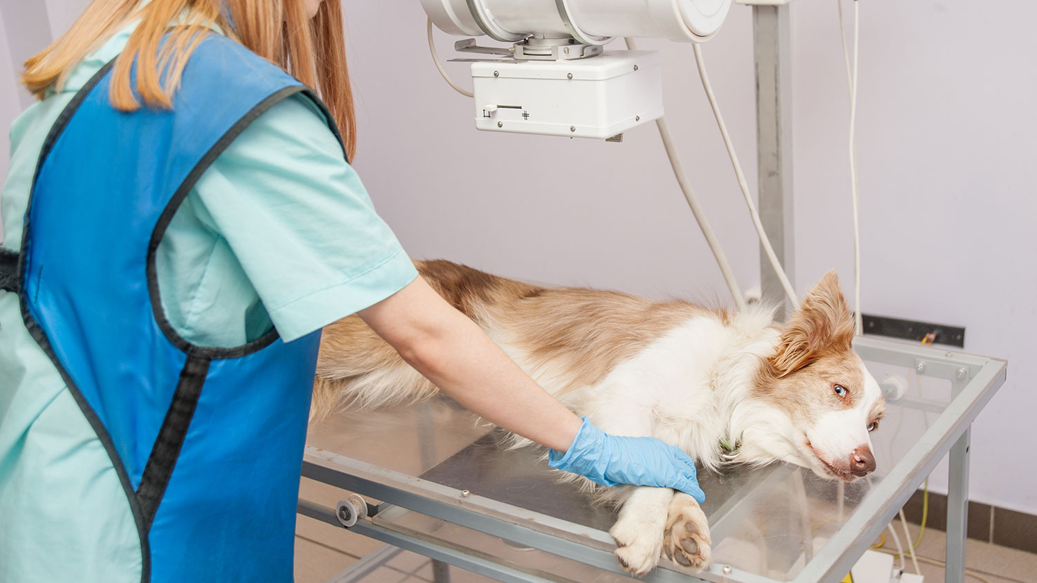 How To Get The Services Of A Veterinary Specialist?