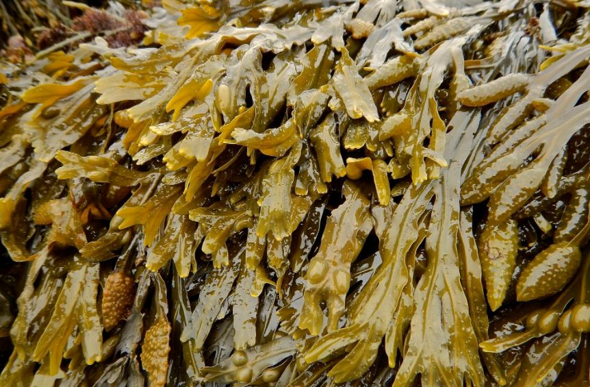 Seamoss and bladderwrack