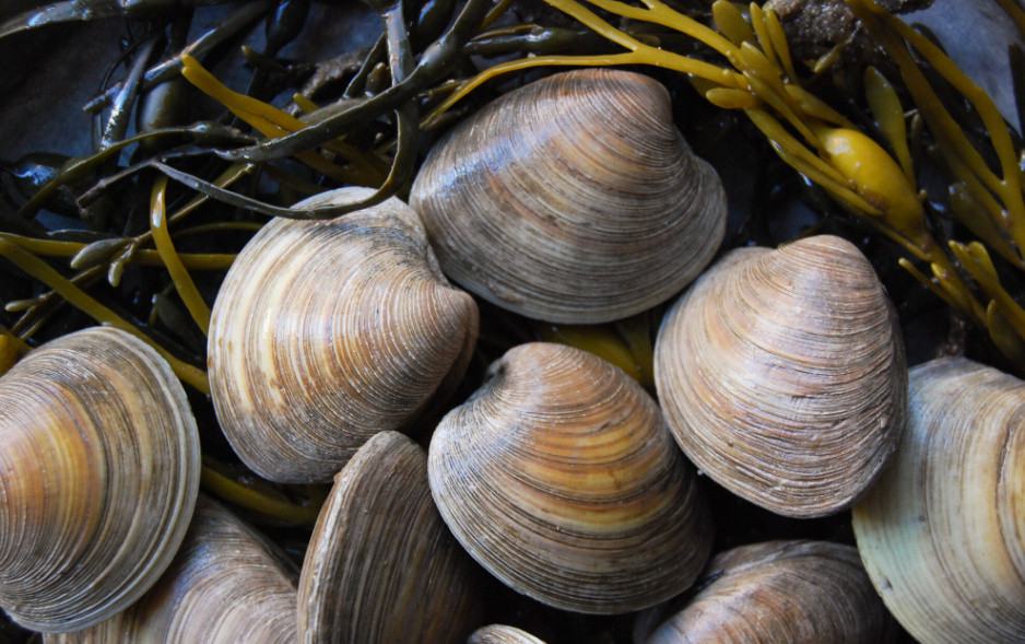 Clams in NZ: A Gastronomic Adventure You Mustn’t Miss