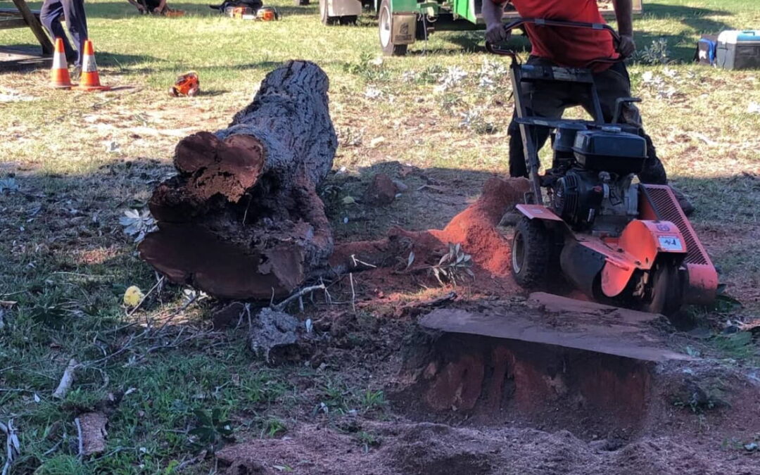 The Role of Stump Grinding in Ballina to Prevent Tree Disease