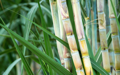 The 5 Health Implications of Consuming SugarCane in Australia