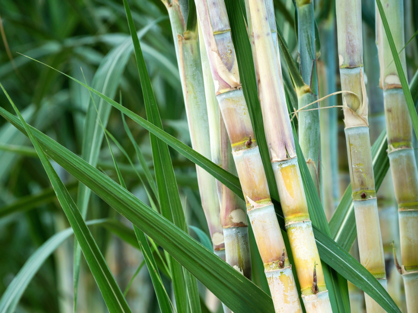 sugarcane in Australia