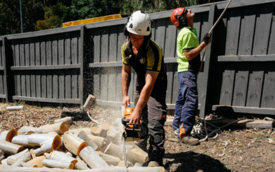 How Expert Tree Removal Helps Keep Invasive Species At Bay