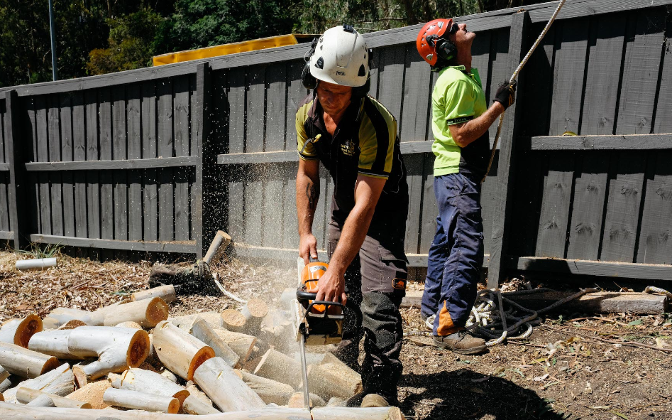 How Expert Tree Removal Helps Keep Invasive Species At Bay