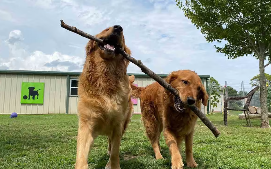 Top 5 Factors to Consider When Selecting Dog Boarding Services