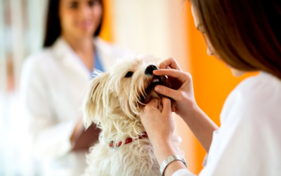 Ensuring Your Pet’s Health: Animal Dental Services in Dunwoody, GA