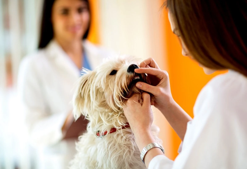 Ensuring Your Pet’s Health: Animal Dental Services in Dunwoody, GA