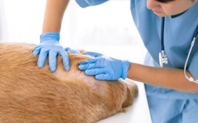 Services Offered by Dunwoody’s Animal Dermatology Clinic for Pets
