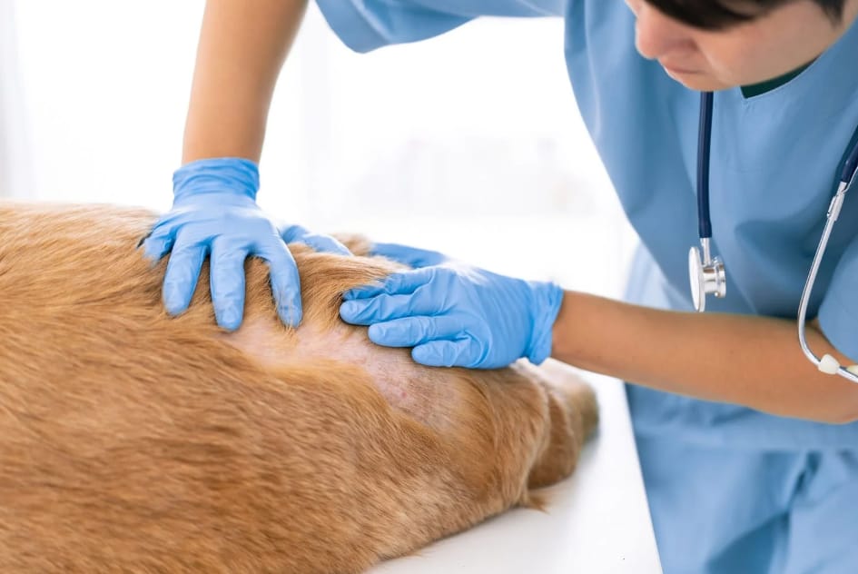 Services Offered by Dunwoody’s Animal Dermatology Clinic for Pets