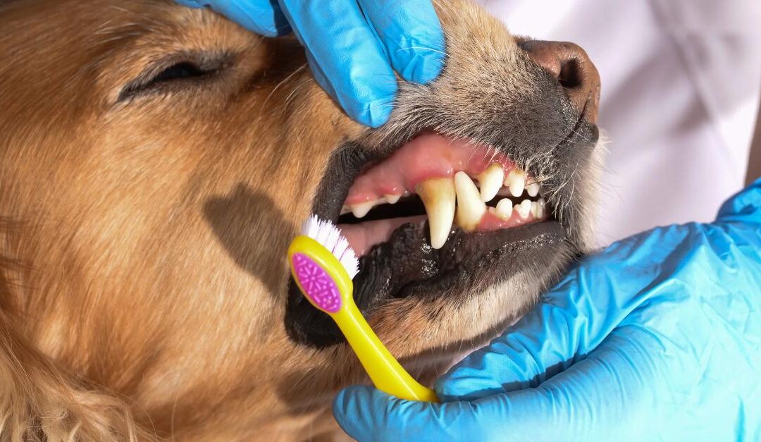 The Importance of Dental Care for Pets in Dunwoody: Keeping Your Pet’s Smile Healthy