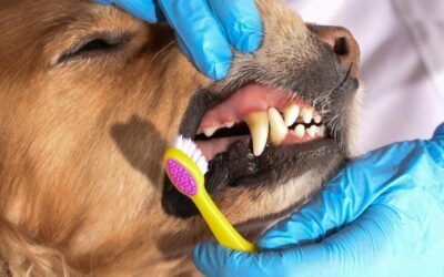 The Importance of Dental Care for Pets in Dunwoody: Keeping Your Pet’s Smile Healthy