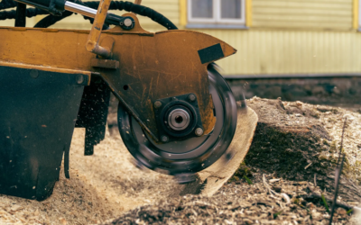 The Significance of Timely Stump Grinding on the Gold Coast